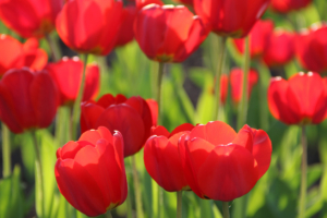 Red Tulips 4K289232750 300x200 - Red Tulips 4K - Tulips, red, Bokeh